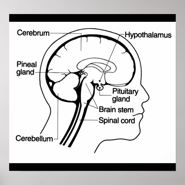 Pôster Diagrama de Anatomia Médica do Cérebro Humano Post (Frente)