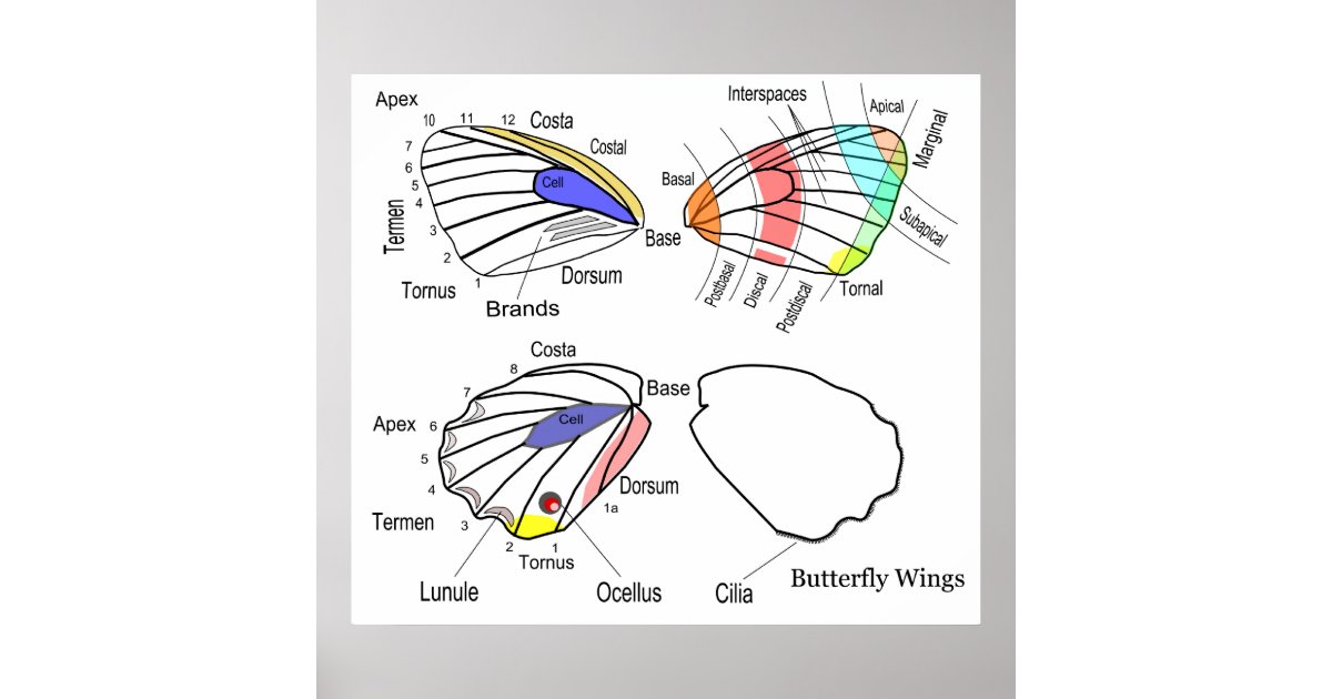 Pôster Diagrama de cada seção das Asas da Borboleta | Zazzle Brasil