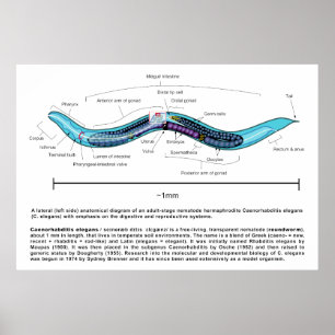Poster Diagrama de Caenorhabditis Elegans da lombriga do