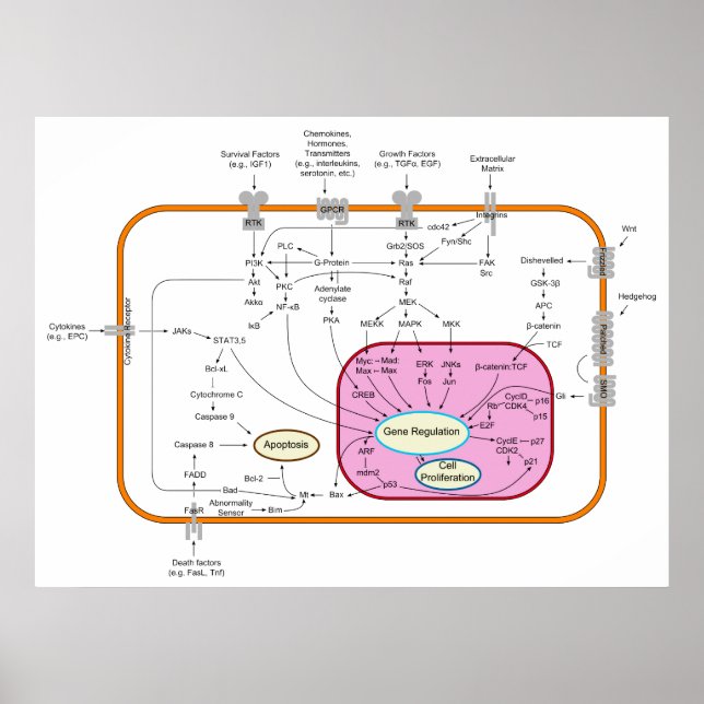 Poster Diagrama de Caminhos de Transdução do Sinal de Mol (Frente)