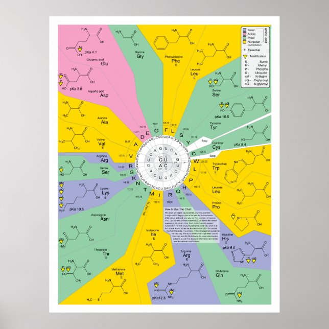 Pôster Diagrama De Código Genético Que Mostra Os Resíduos (Frente)