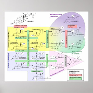 Poster Diagrama de Esteroidogênese Humana Química Biológi