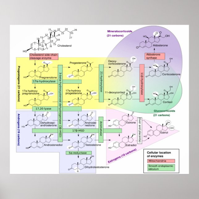 Poster Diagrama de Esteroidogênese Humana Química Biológi (Frente)
