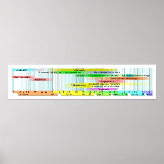 Poster Diagrama de Fases de Reparo de Ferro (Frente)