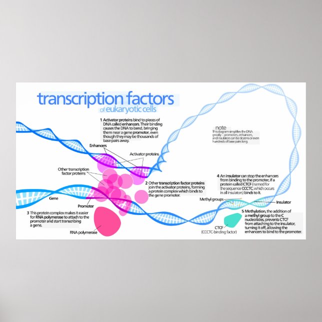 Poster Diagrama de Fatores de Transcrição de Gene de Célu (Frente)