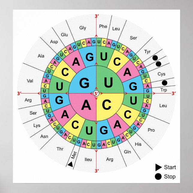Pôster Diagrama de Mesa de Sequência Base Aminoácida (Frente)