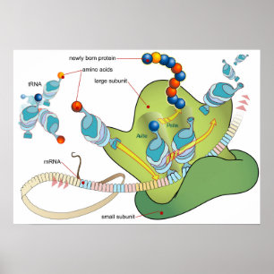 Poster Diagrama de moléculas de mRNA tRNA ribossomo prote