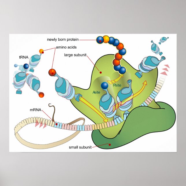 Poster Diagrama de moléculas de mRNA tRNA ribossomo prote (Frente)
