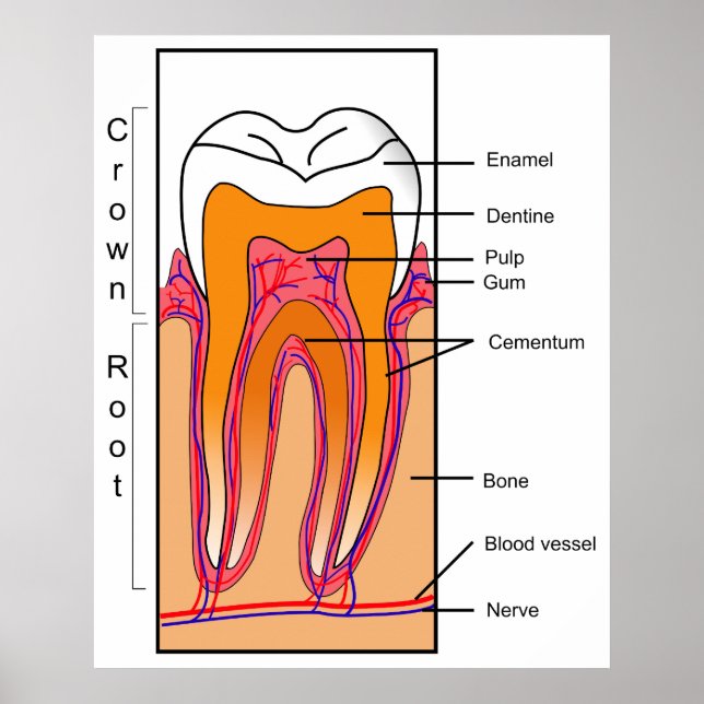 Poster Diagrama de Seção Cruzada de um Dente Humano (Frente)