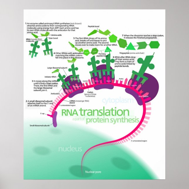 Poster Diagrama de síntese de proteínas da tradução de AR (Frente)