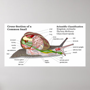 Poster Diagrama de um Caracol do Jardim Comum (Helix aspe