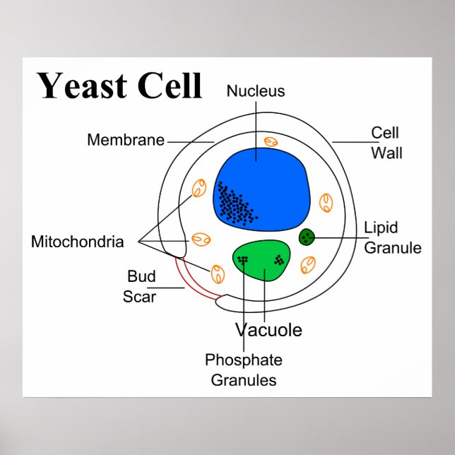 Pôster Diagrama de uma célula de levedura do micro organi (Frente)