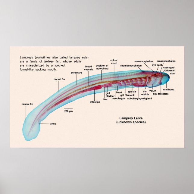 Pôster Diagrama de uma Espécie de Lampreia Marítima Larva (Frente)
