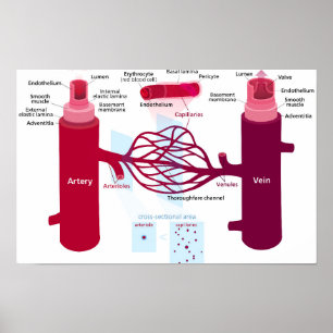 Poster Diagrama de Vasos Sanguíneos Artérias Veias Capila