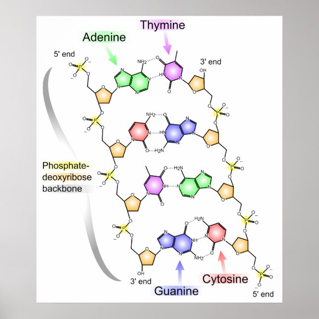 Pôster Diagrama detalhado da estrutura química do ADN (Frente)