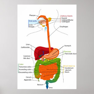 Pôster Diagrama do aparelho gastrointestinal humano