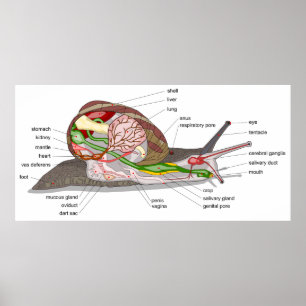 Poster Diagrama do caracol Helix aspersa órgão secionado