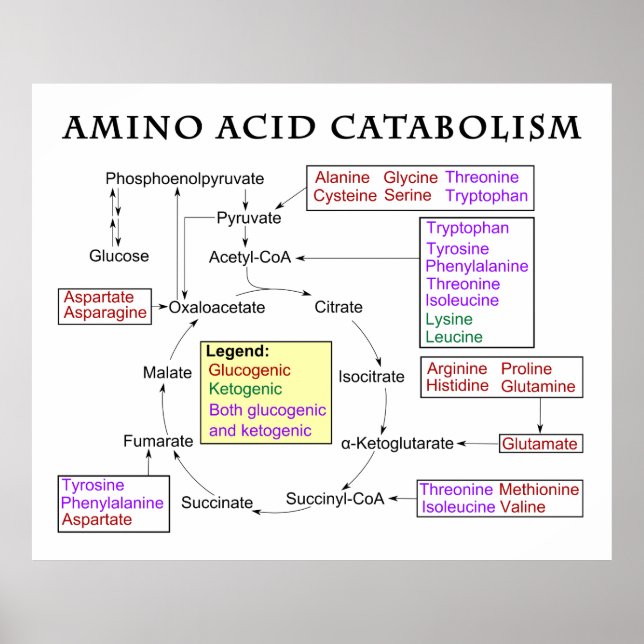 Pôster Diagrama do catabolismo do aminoácidos (Frente)