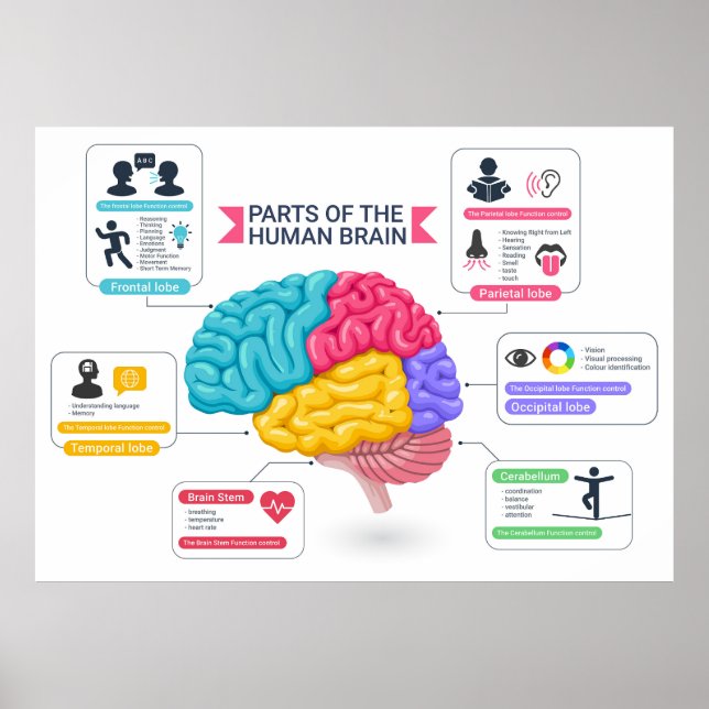 Poster Diagrama do cérebro humano (Frente)