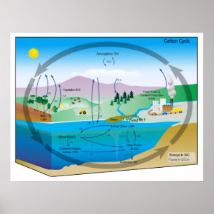 Pôster Diagrama do ciclo de carbono biogeoquímico