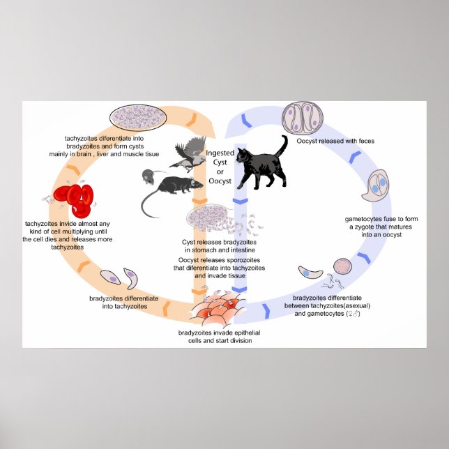 Poster Diagrama do ciclo de vida de Toxoplasma Gondii (Frente)