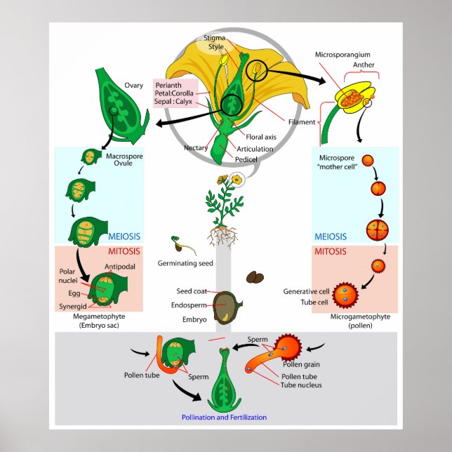 Poster Diagrama do Ciclo de Vida do Angiospermo da Planta (Frente)