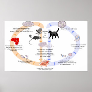 Poster Diagrama do ciclo de vida do Toxoplasma Gondii