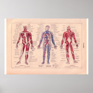 Poster Diagrama do corpo humano, francês 1920