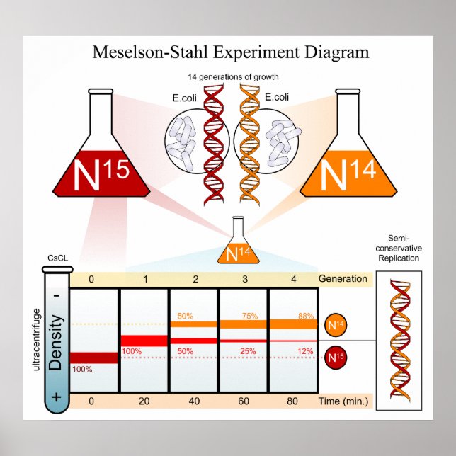 Poster Diagrama do DNA do Experimento Meselson Stahl (Frente)