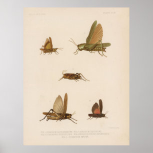 Poster Diagrama do gafanhoto Vintage (1875)