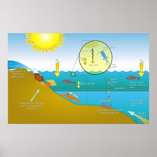 Pôster Diagrama do processo de eutrofização da água (Frente)