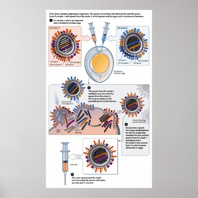 Poster Diagrama do reagrupamento genético das vacinas (Frente)