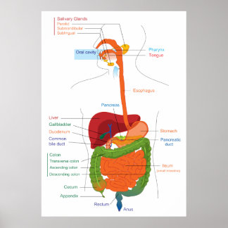 Poster Diagrama do Sistema Digestivo Humano
