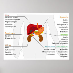 Poster Diagrama do sistema endócrino gastrointestinal