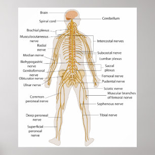 Pôster Diagrama do sistema nervoso de corpo humano
