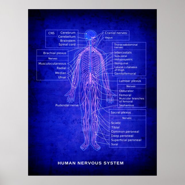 POSTER DIAGRAMA DO SISTEMA NERVOSO HUMANO - BLUEPRINT (Frente)