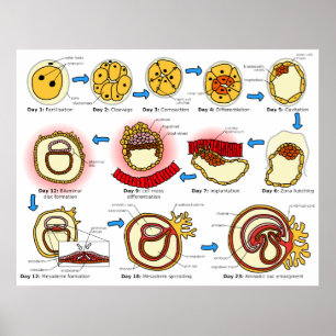 Poster Diagrama do sistema reprodutivo da embriogénese