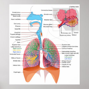 Pôster Diagrama do Sistema Respiratório Humano