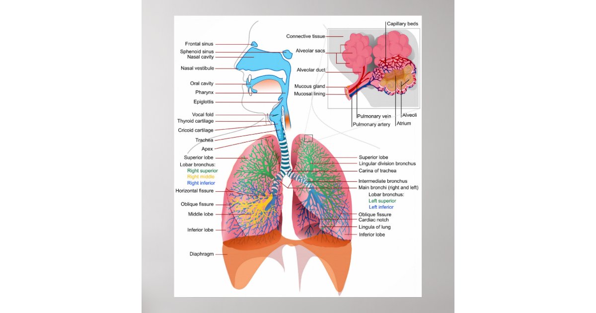 Sequencia Correta Das Estruturas Do Sistema Respiratorio