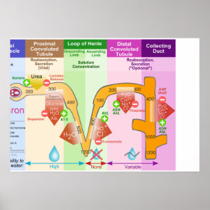 Pôster Diagrama do transporte do Molar de Nephron do rim