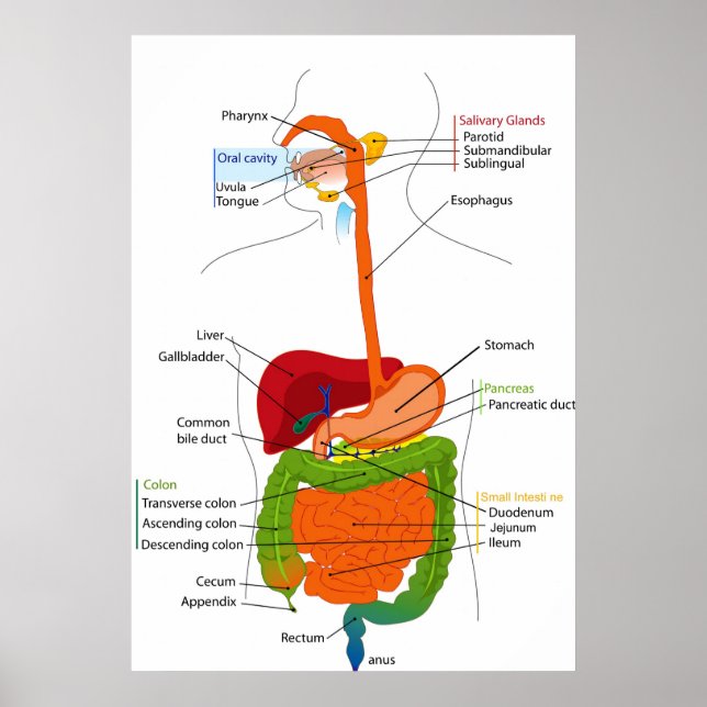 Pôster Diagrama do Trato Gastrointestinal Humano (Frente)