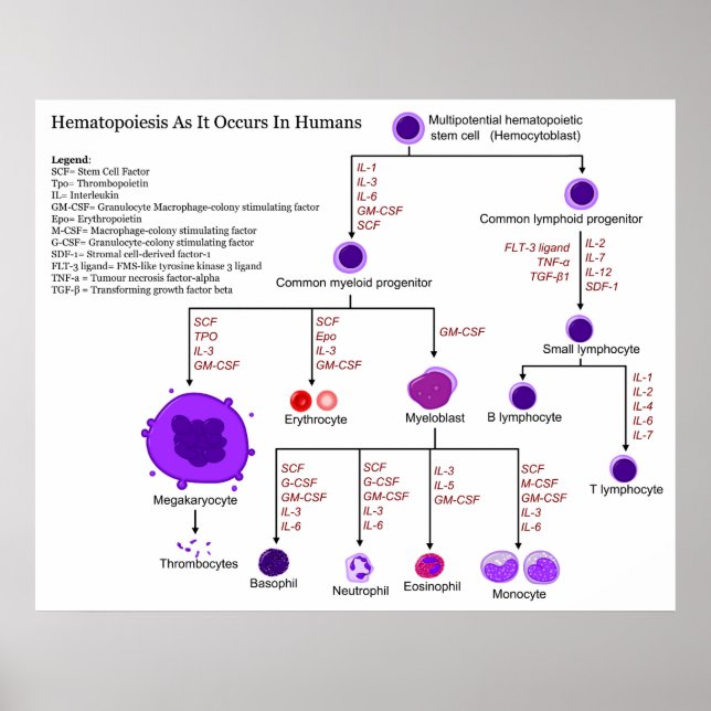 Pôster Diagrama dos fatores de crescimento hematopoiético (Frente)