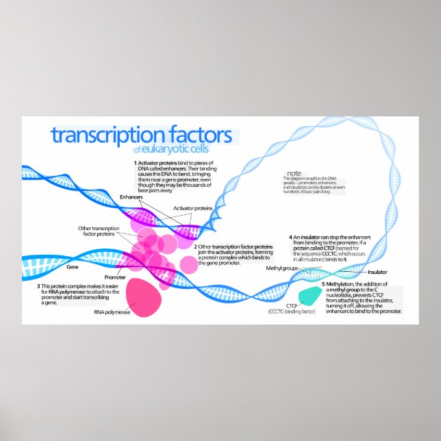 Poster Diagrama dos fatores de transcrição genética (Frente)