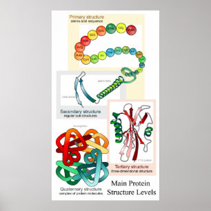 Poster Diagrama dos níveis principais da estrutura da