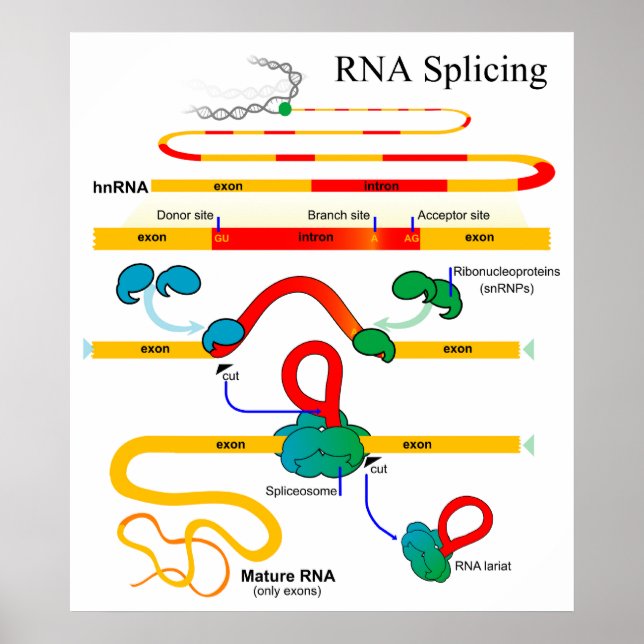 Pôster Diagrama Genético de Biologia Molecular do RNA Spl (Frente)