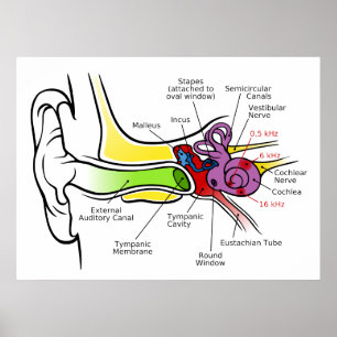 Pôster Diagrama humano da orelha com traço cocleário da