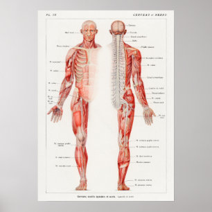 Poster Diagrama Médico Anatômico Francês Vintage Antiq