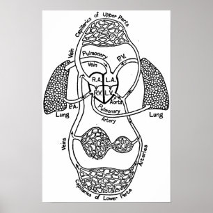 Pôster Diagrama médico cardiovascular