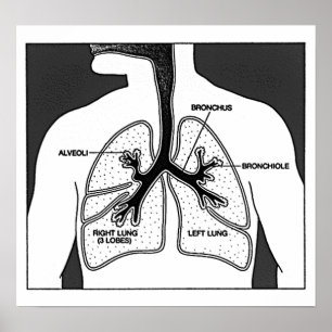 Pôster Diagrama Médico dos Pulmões Humanos