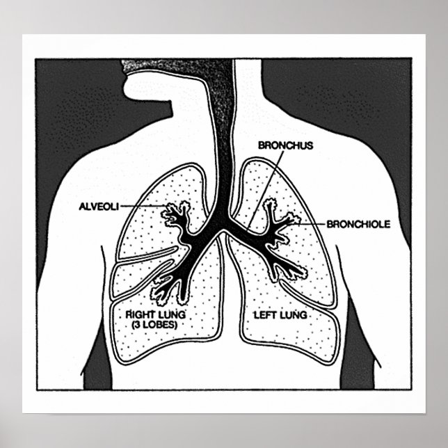 Pôster Diagrama Médico dos Pulmões Humanos (Frente)